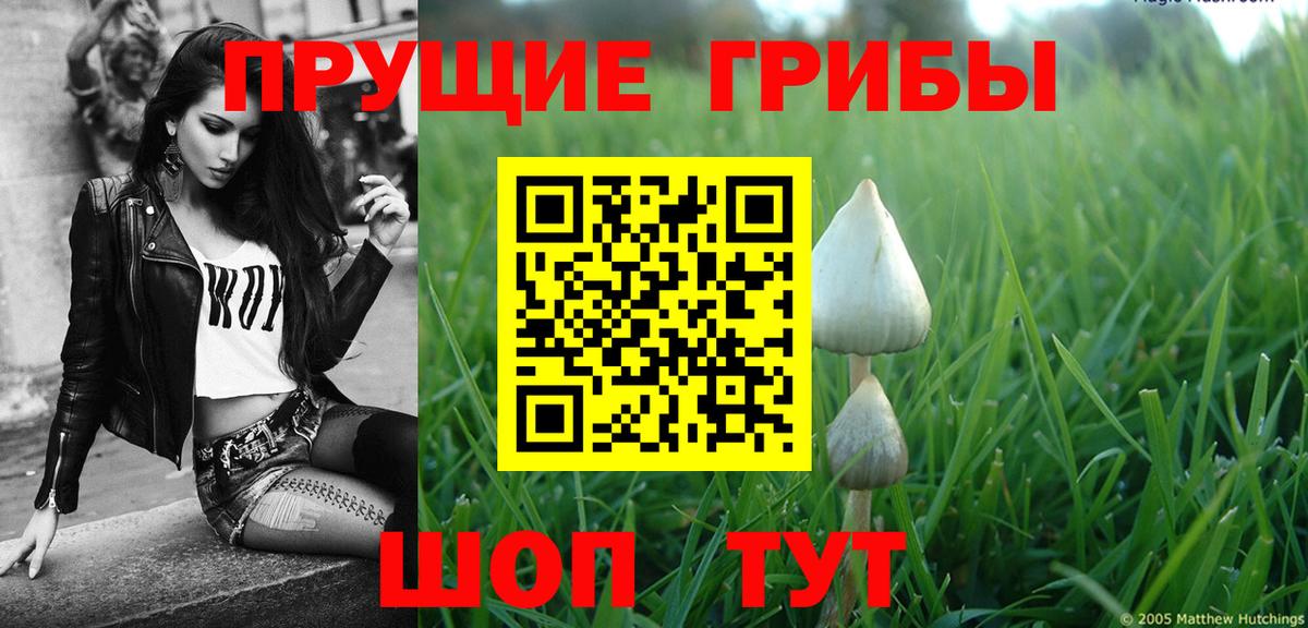 Галлюциногенные грибы Psilocybe  Вход с VPN  сколько стоит  Галлюциногенные грибы Psilocybe  Котлас 